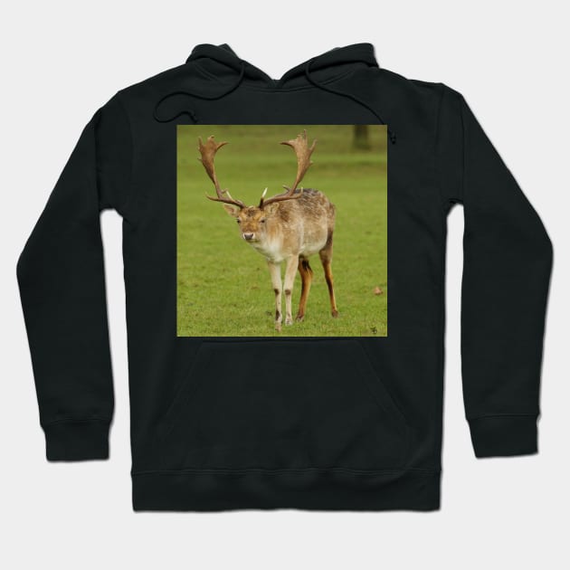 fallow deer stag Hoodie by Simon-dell